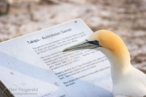 Australasian gannet
