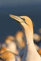 Australasian gannet