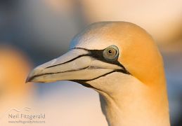 Gannets & cormorants