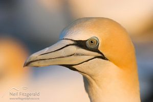 Australasian gannet