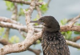 Little black shag