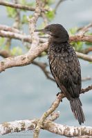 Little black shag