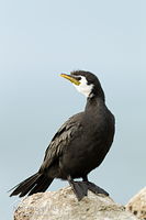 Little shag
