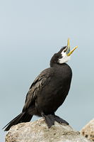 Little shag