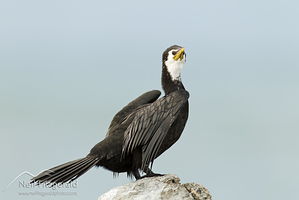 Little shag