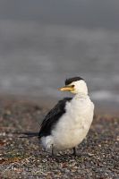 Little shag