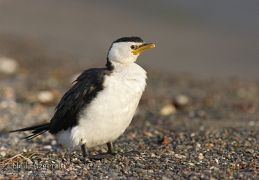 Little shag
