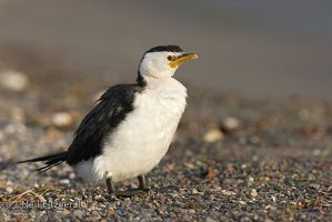 Little shag