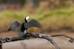 Little shag