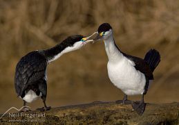Pied shag