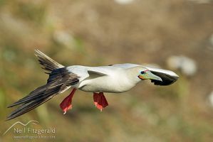 Red-footed booby