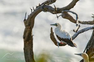 Red-footed booby