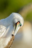 Red-footed booby