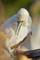 Red-footed booby