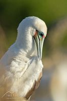 Red-footed booby