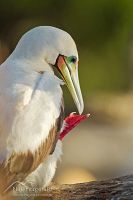 Red-footed booby