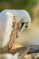 Red-footed booby