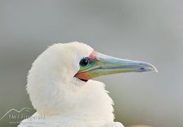 Red-footed booby