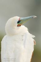 Red-footed booby