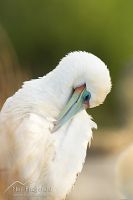 Red-footed booby