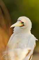 Red-footed booby