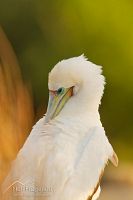 Red-footed booby