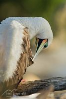 Red-footed booby