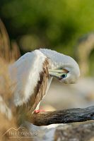 Red-footed booby