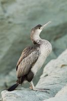 Spotted shag