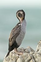 Spotted shag