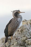 Spotted shag