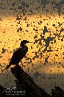 Spotted shag