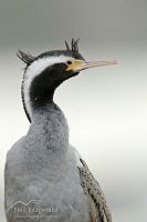 Spotted shag