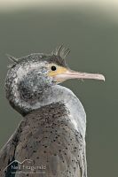Spotted shag