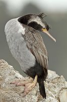 Spotted shag