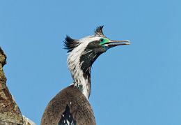 Spotted shag