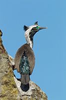 Spotted shag