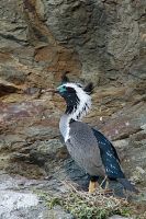 Spotted shag