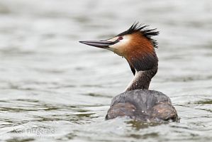 Great crested grebe