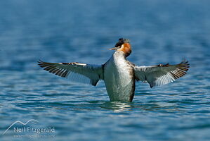 Southern crested grebe