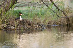 Australasian crested grebe