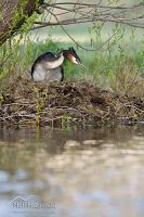 Australasian crested grebe