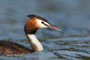 Crested grebe