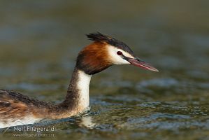 Crested grebe