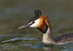 Grebes