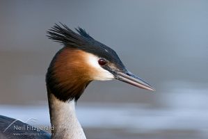 Australasian Crested Grebe