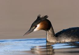 Crested grebe