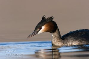 Australasian Crested Grebe