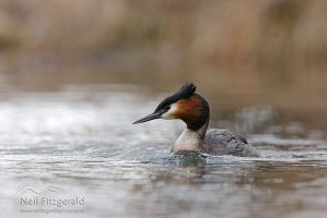 Australasian Crested Grebe
