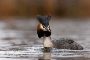Australasian Crested Grebe